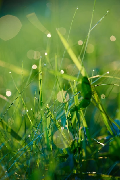 Grass. Fresh green grass with dew drops closeup. Sun. Soft Focus. Abstract Nature Background