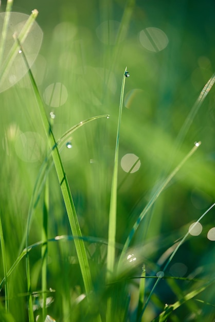 Grass. Fresh green grass with dew drops closeup. Sun. Soft Focus. Abstract Nature Background