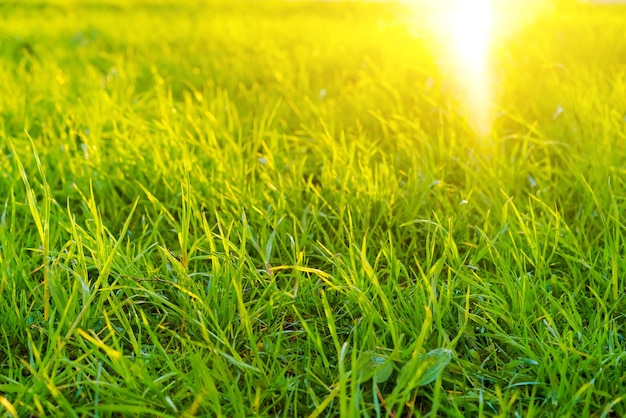 Grass fresh green spring grass close-up with sun rays soft focus abstract