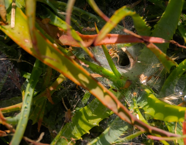 잔디 깔때기 거미 Agelenidae는 화창한 날 웹 터널 입구에서 사냥합니다