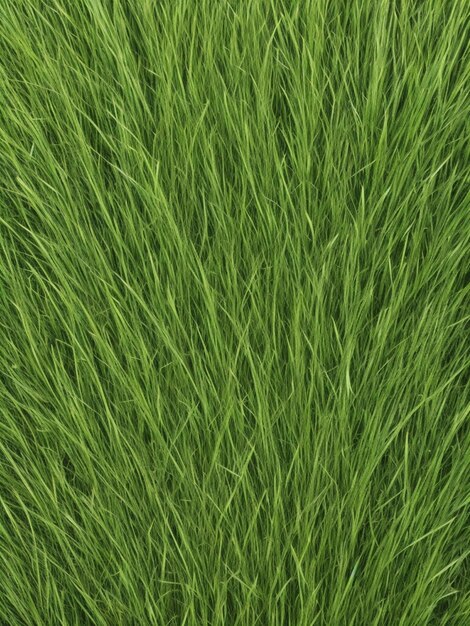 Photo grass gradient background