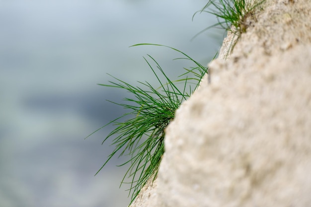 自然の草緑の美しい背景