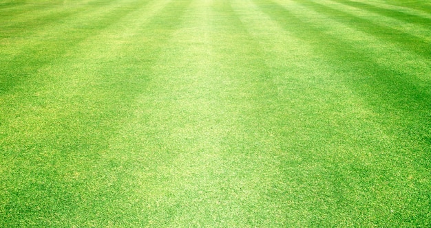 Grass green field football