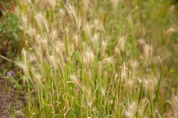 Grass in the green field