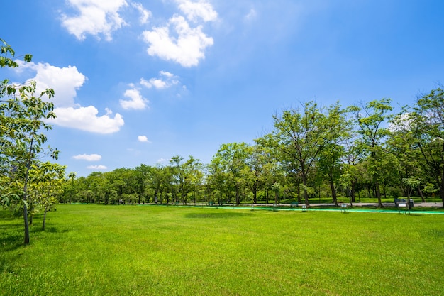 青い空の下の美しい公園の芝生と緑の木