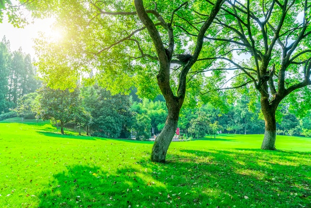 Grass and green woods in the park