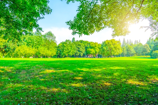 Grass and green woods in the park