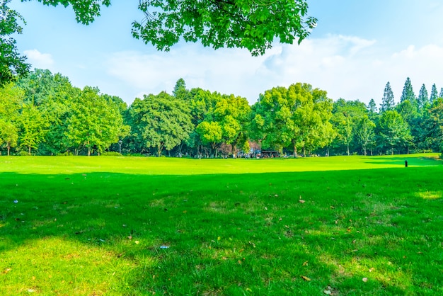 Grass and green woods in the park