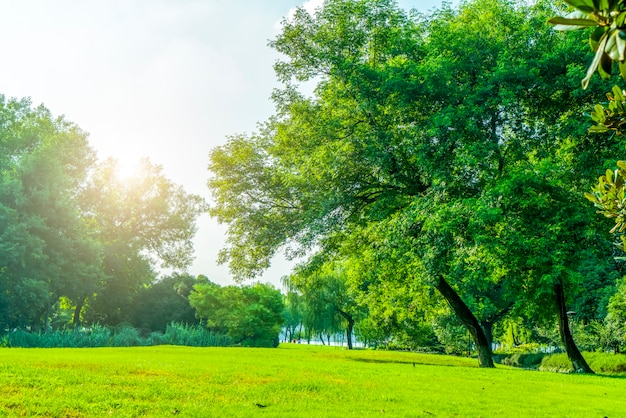 Grass and green woods in the park