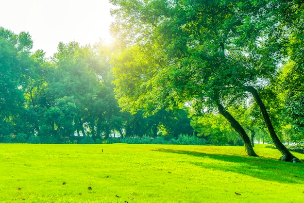 Grass and green woods in the park