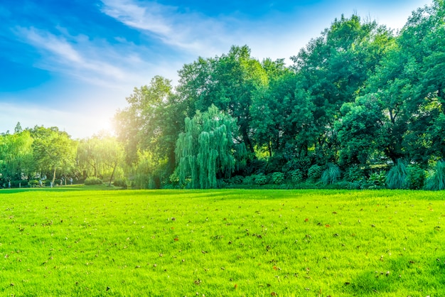 grass and green woods in the park