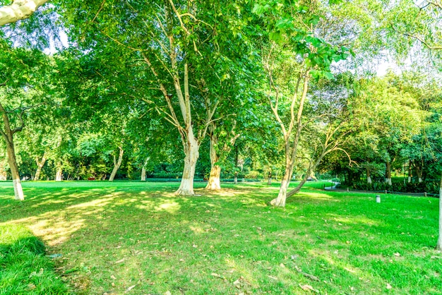 Grass and green woods in the park