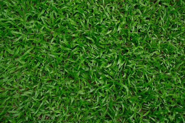 Photo grass greens