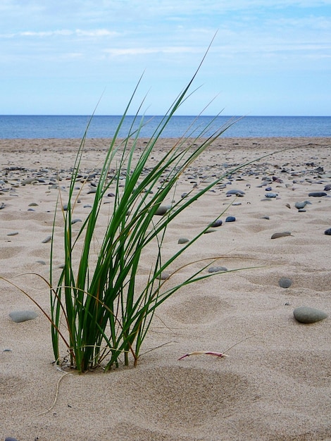 Photo grass growing on beach against sky