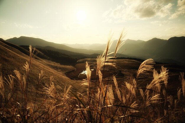 Photo grass growing by landscape against sky