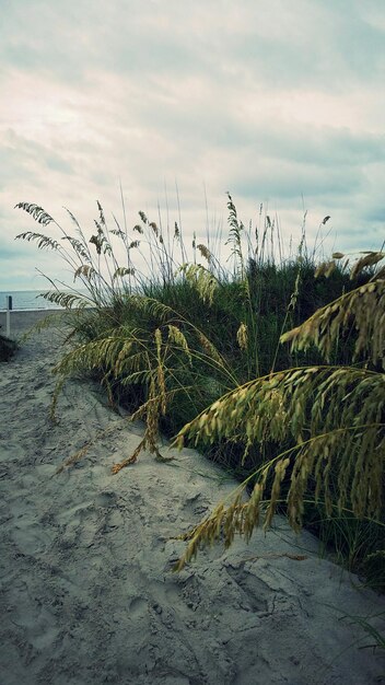 Grass growing by sea against sky