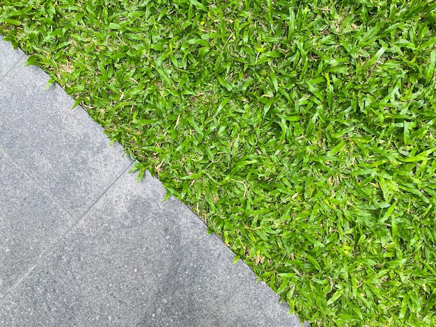 Grass growing on concrete wall as background