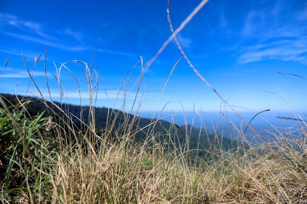 Grass growing on field against blue sky