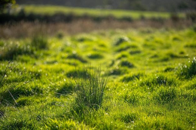 Photo grass growing in a field beautiful farming landscape in australia