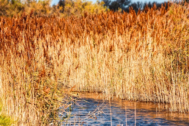 Photo grass growing on field by lake