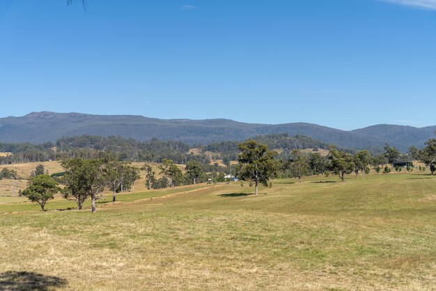 Photo grass growing in a field on a cattle ranch in spring farming landscape