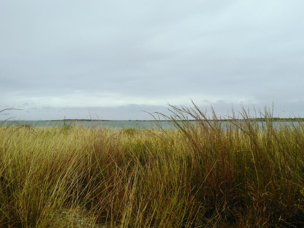 Grass growing on field at harbor island against sky