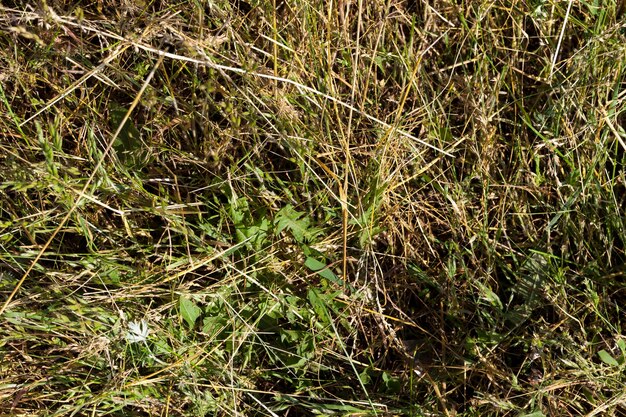 野原で育つ草、自由な形で野外で育つ植物