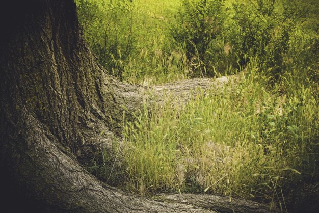 Photo grass growing in field