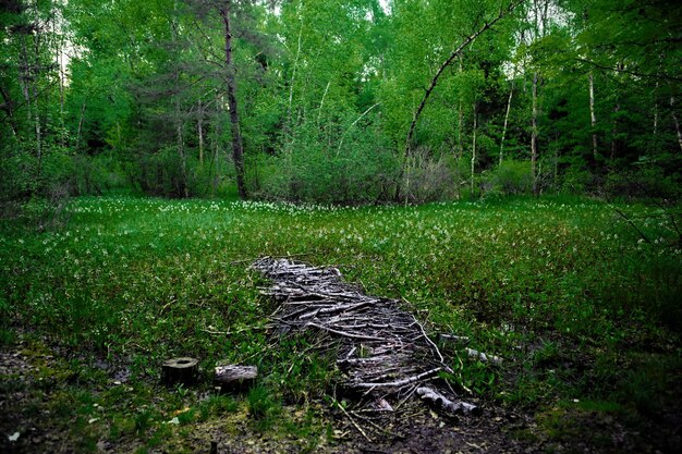 Grass growing in field