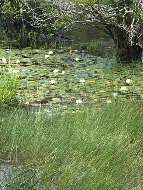 Photo grass growing on field