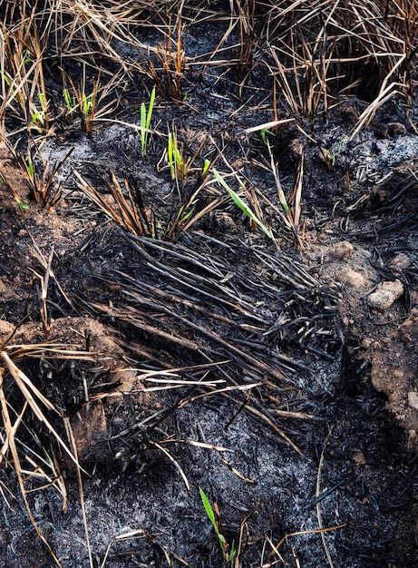 最近燃えた山火事で育つ草