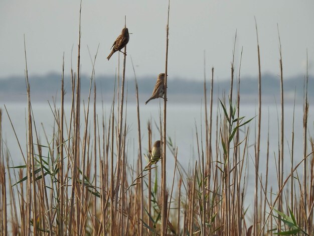 Photo grass growing in lake against sky