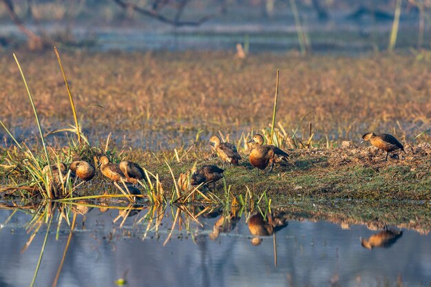 Photo grass growing in a lake