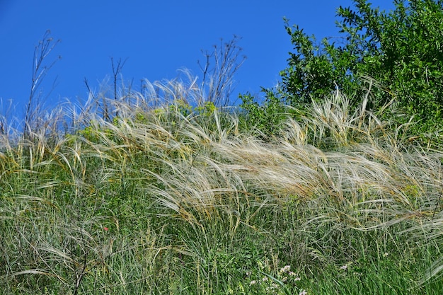 写真 空に照らされて畑で草が育つ