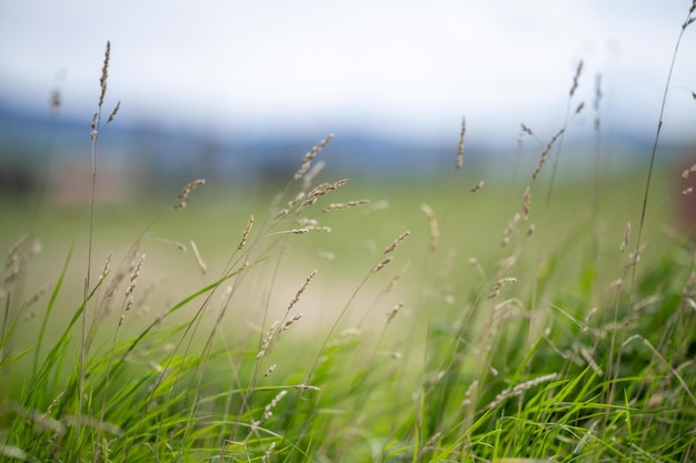 Grass growing on a regenerative farm pasture on an organic ranch in america