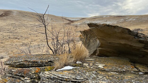 Grass growing in rock along milk river alberta