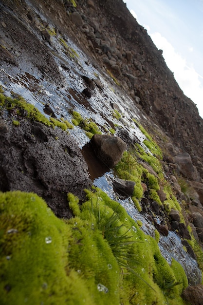 Grass growing on rocks by stream