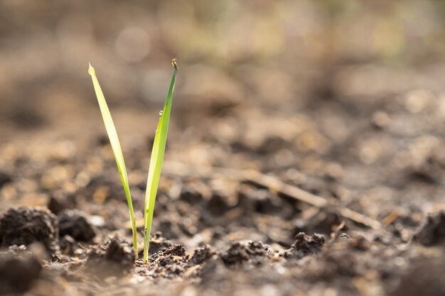 Grass growing in soil and copyspace