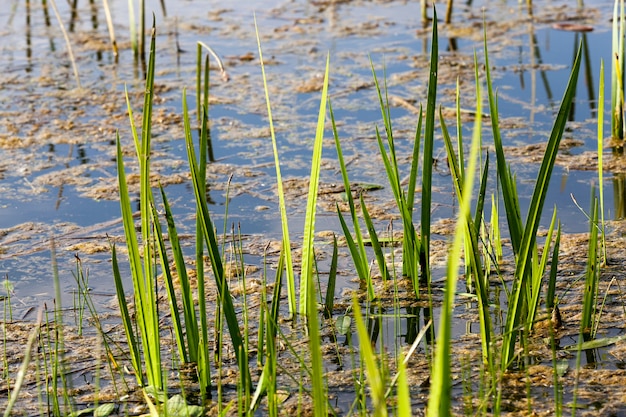 春の沼に生える草、クローズアップ