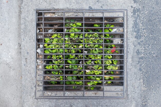 Grass growing through canalization or sewerage hatch.