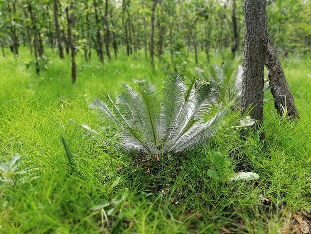 Grass growing on tree in field