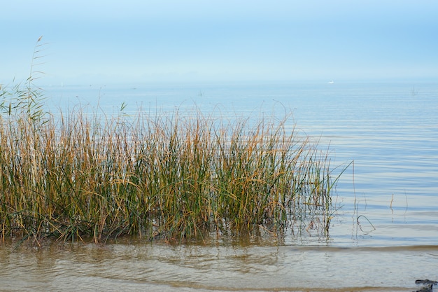 Grass grown in the water of the bay with blue water on the background of clear sky.