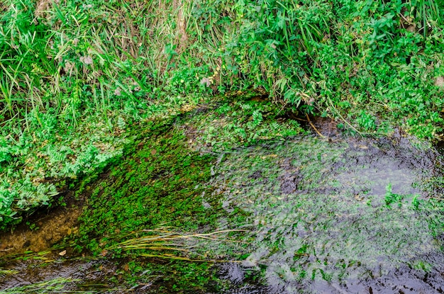 The grass grows in the calm clear water of a mountain river Green atmospheric natural background