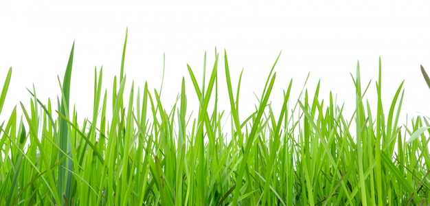 Grass in high definition isolated on a white background