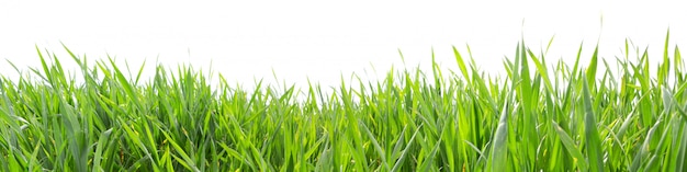 Grass in high definition isolated on white