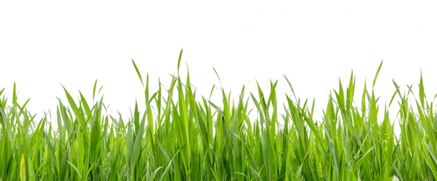 Grass in high definition isolated on white