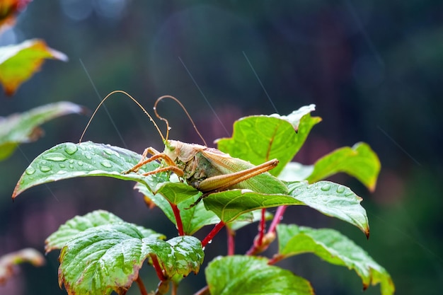 Grass hopper una cavalletta differenziale appendere fuori in un prato estivo