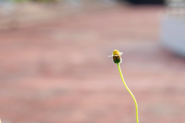 写真 私の家の前の芝生