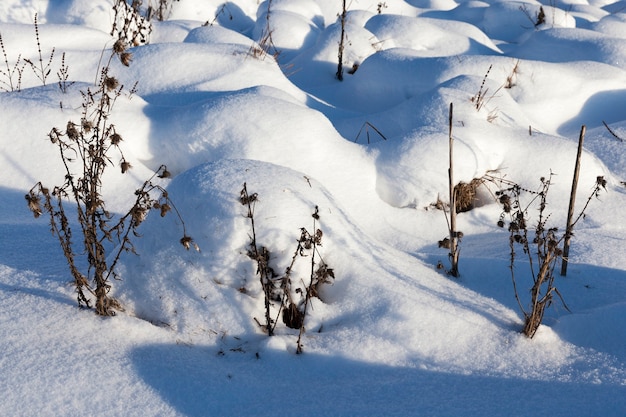 Трава в больших сугробах после снегопадов и метелей, в зимний период с холодами и большим количеством осадков в виде снега покрывают траву и засохшие растения.