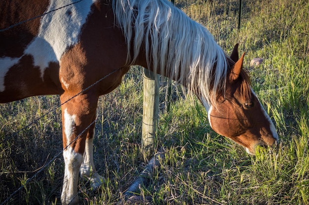 The grass is always greener on the other side